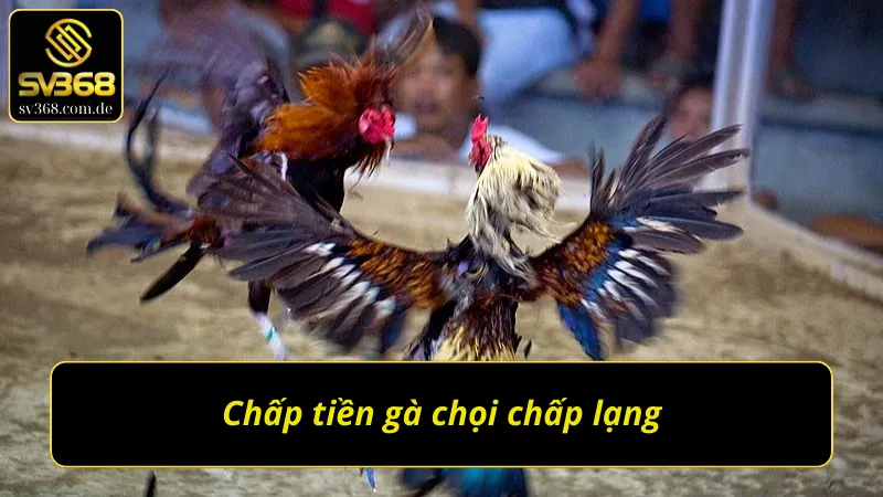 Cách chấp tiền gà chọi chấp lạng