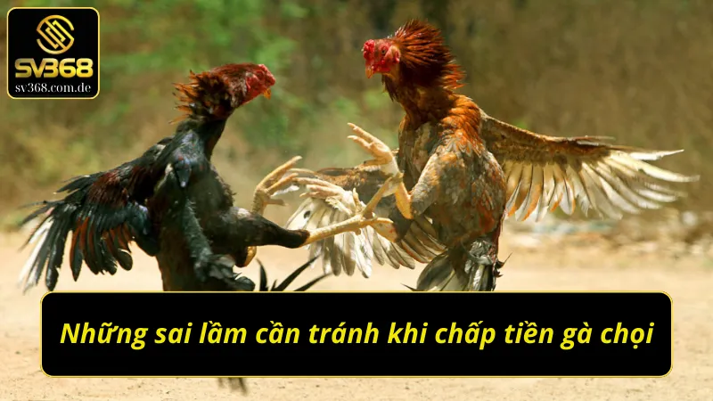 Những sai lầm cần tránh khi sử dụng cách chấp tiền gà chọi