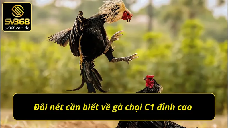 Thông tin chi tiết về gà chọi C1 đỉnh cao 