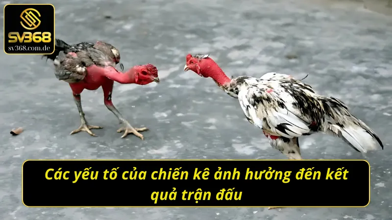 Ghi nhớ những yếu tố của chiến kê ảnh hưởng đến trận gà chọi C1 đỉnh cao 