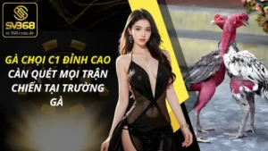 Gà Chọi C1