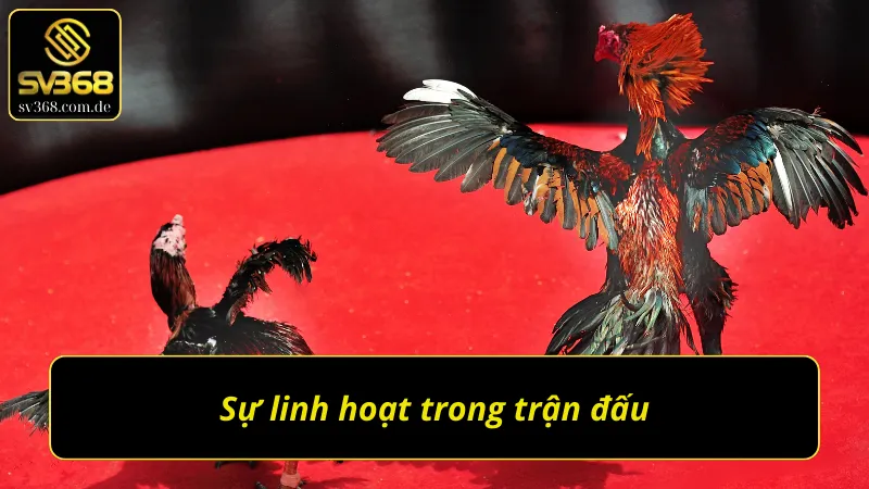 Chiến kê cần sự linh hoạt trong mọi trận đấu gà chọi C1 