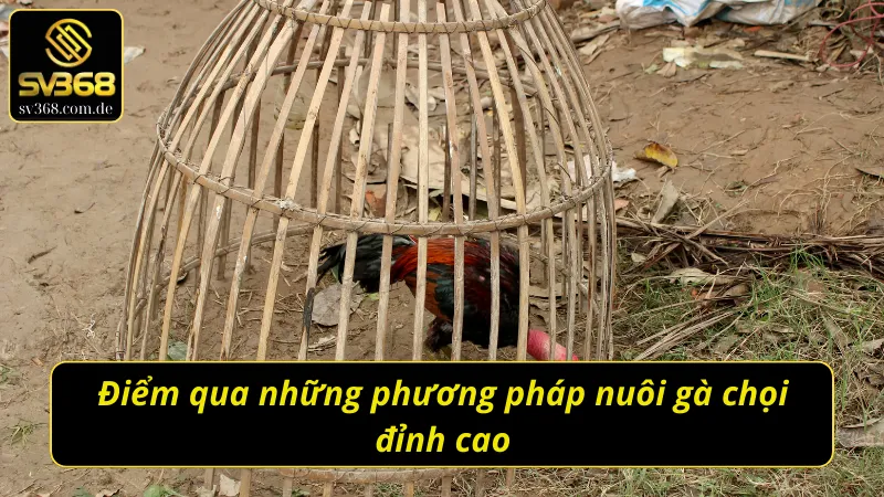 Chế độ nuôi gà chọi C1 đỉnh cao không phải ai cũng nắm chắc 